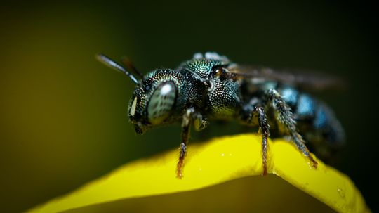 Carpenter Ants vs. Black Ants: Wood-munchers vs. Sugar-seekers