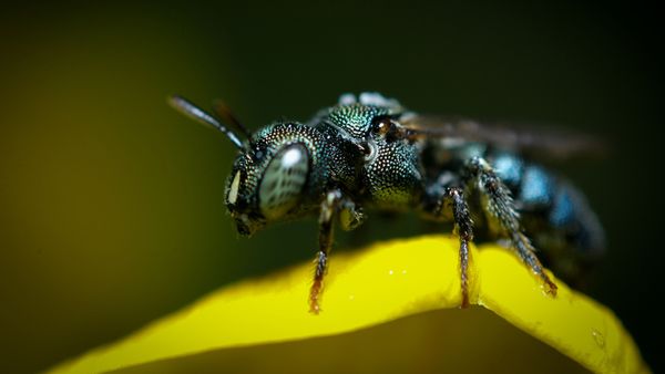 Carpenter Ants vs. Black Ants: Wood-munchers vs. Sugar-seekers