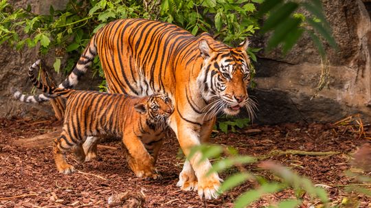 What's the Country With the Most Wild Tigers?