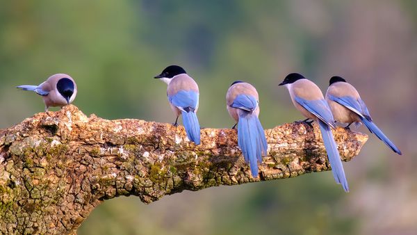 What Is a Group of Magpies Called? Not a Flock or a Parliament but a...