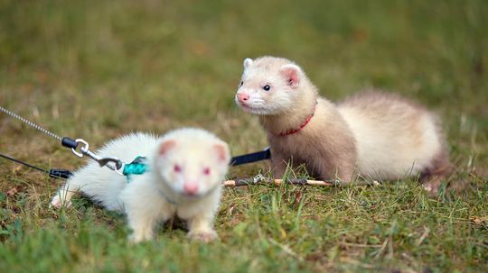 What Group of Animals Is Called a Business?