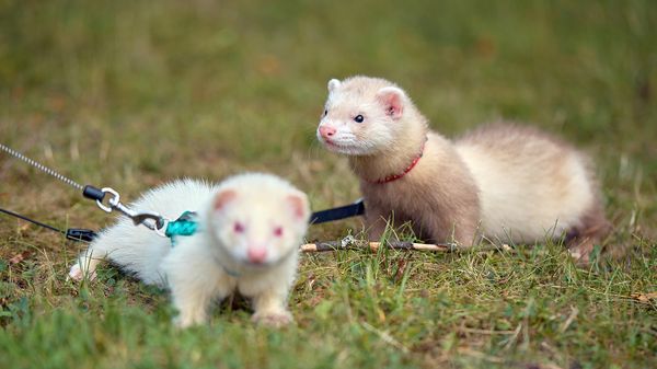 What Group of Animals Is Called a Business?