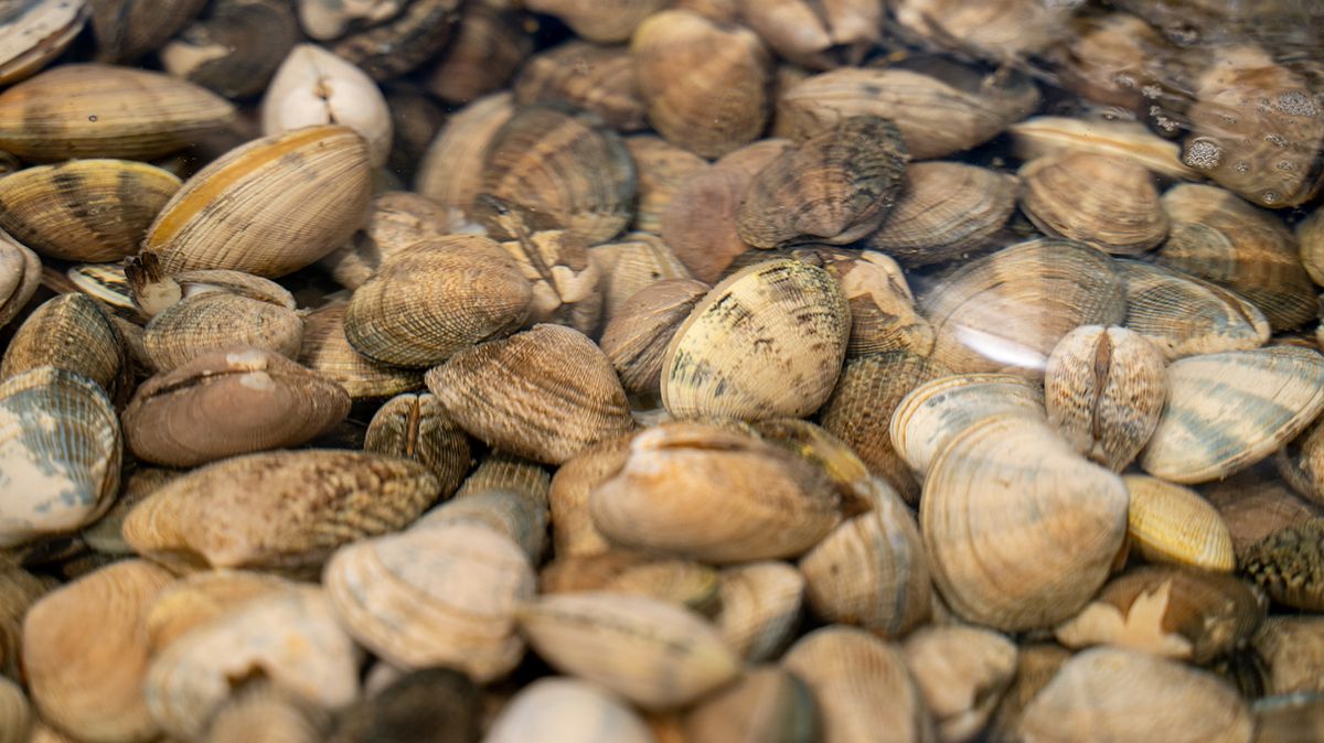 U.S. Northeast Is No Longer Free of Manila Clams | HowStuffWorks