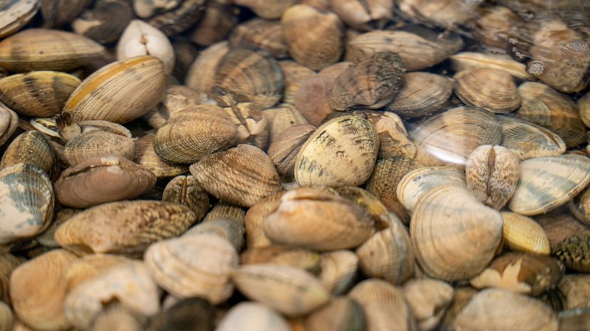 U.S. Northeast Is No Longer Free of Manila Clams | HowStuffWorks