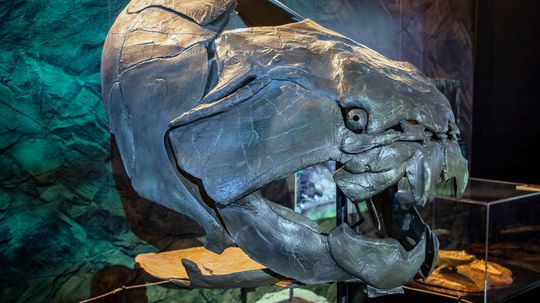 Dunkleosteus: A 20-Foot Fish With an Armored Skull and Bladed Jaws