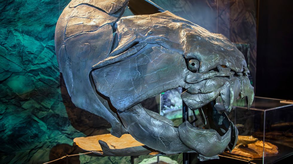 Dunkleosteus: A 20-Foot Fish With an Armored Skull and Bladed Jaws