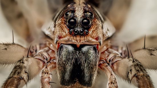 What Is a Group of Spiders Called? (Aside From Icky)