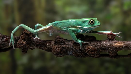 12 Animals With Opposable Thumbs, Including the Monkeydactyl