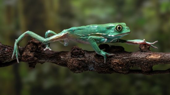 12 Animals With Opposable Thumbs, Including the Monkeydactyl