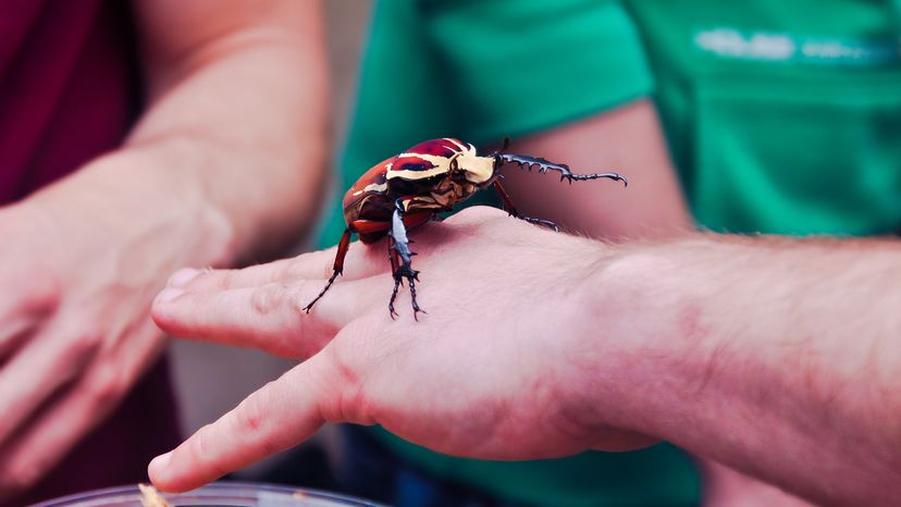 Royal Goliath beetle