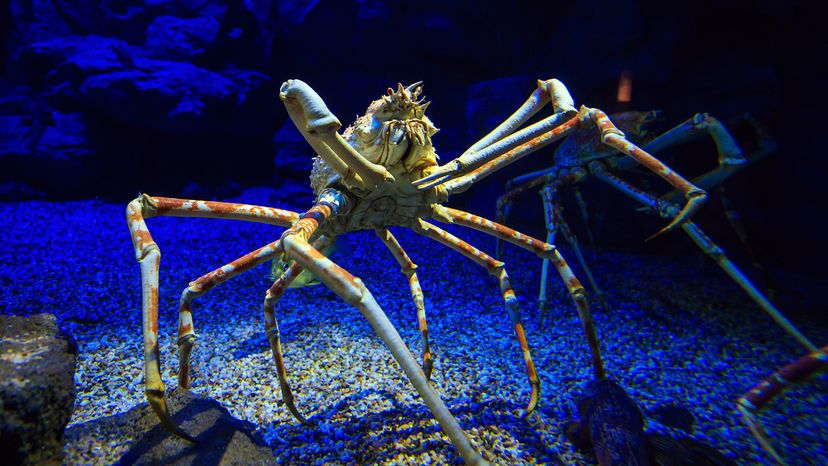 Giant Japanese spider crab