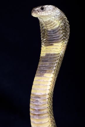 Caspian cobra