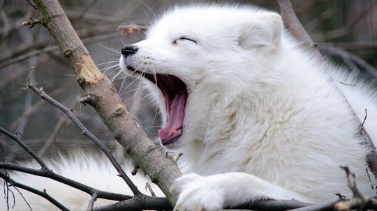 12 Arctic Animals That Stay Warm (and Adorable) in Subzero Temperatures