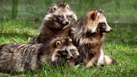 How Can Tanuki Be Both Real and Mythological?