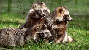 raccoon dogs
