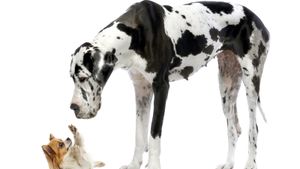 Great Dane looking at a Chihuahua in front of a white background