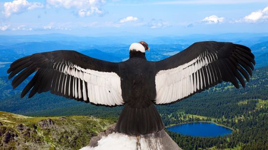 The Largest Bird of Prey: Tallest, Heaviest and Widest Wingspan