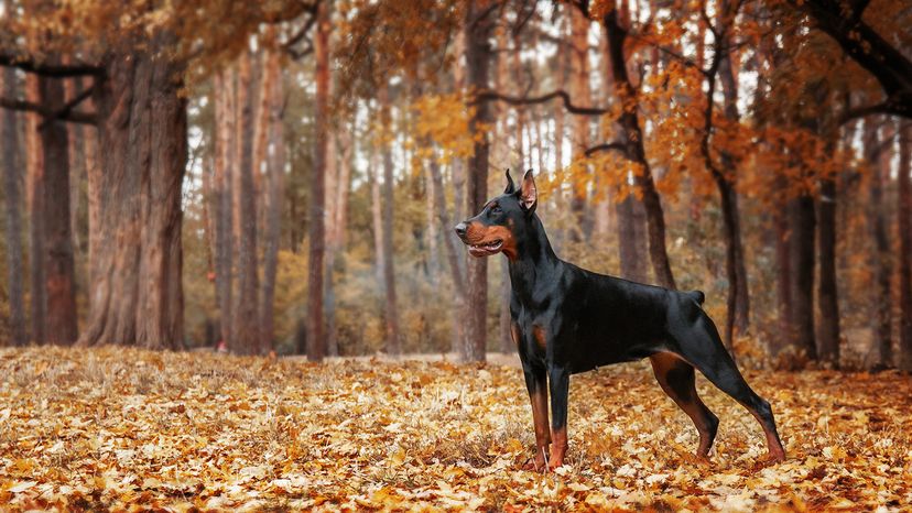 Doberman Pinscher
