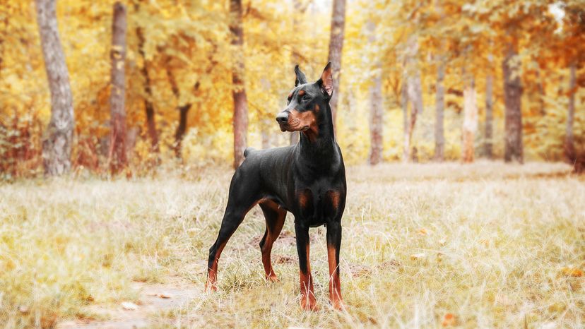 Doberman Pinscher