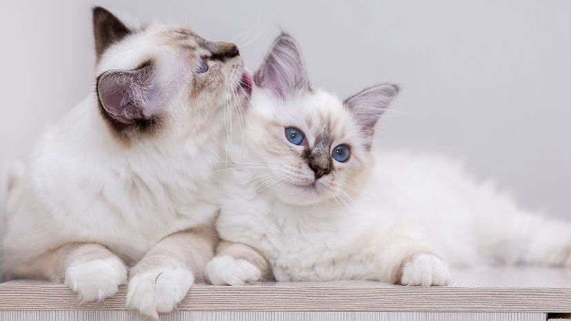 Birmans