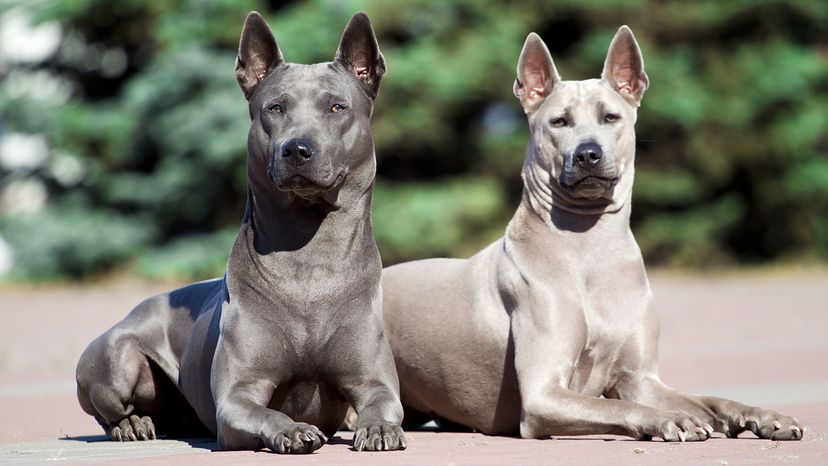 Thai Ridgeback