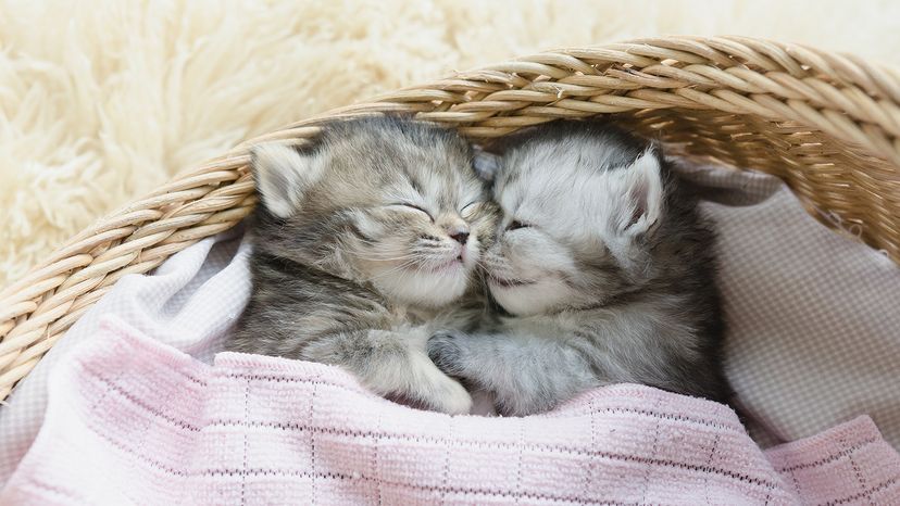 Cute tabby kittens