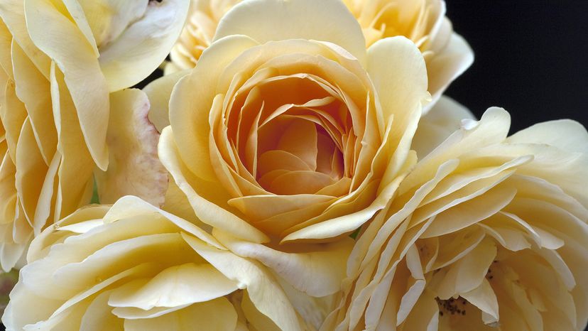 David Austin roses