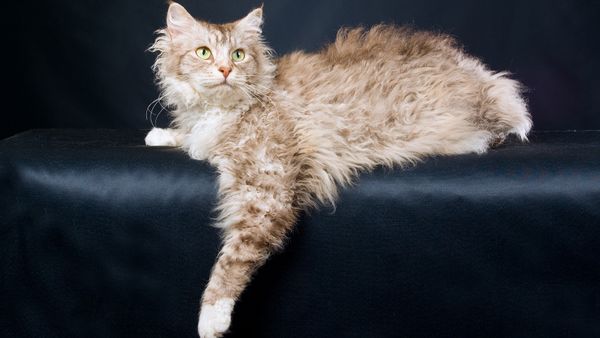 LaPerm Cat Breed History and Quirks
