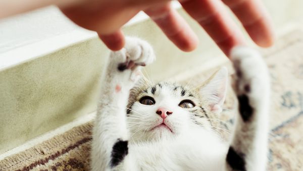 How to Discipline a Cat Without Eliciting Its Scorn