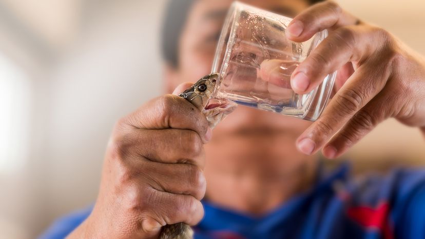 King cobra venom