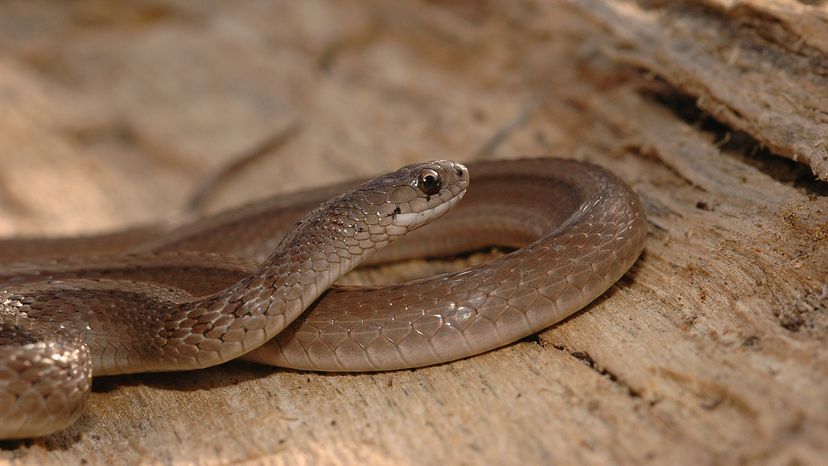 Western brown snake