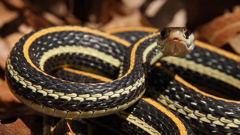 Ribbon snake