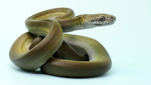 Olive green snake in an aggressive stance