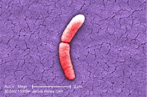 Salmonella typhimurium bacterium