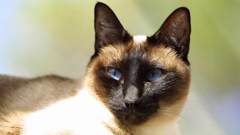 Siamese cat