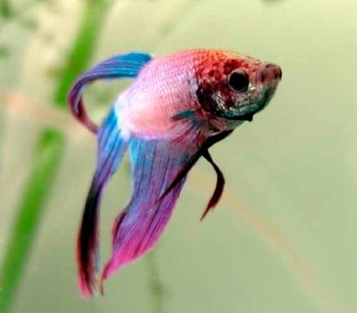 siamese fighting fish