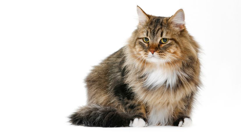 Siberian cat