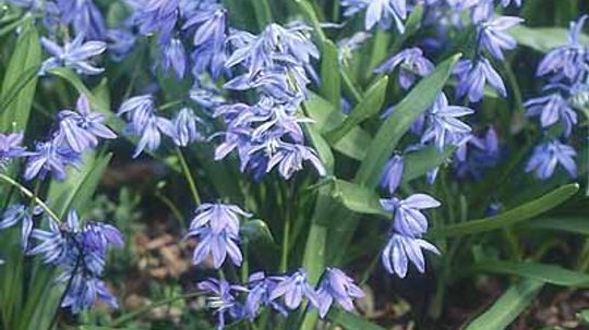 Siberian Squill