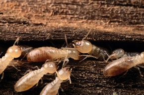 Silverfish Control: What Lincoln Homeowners Need To Know