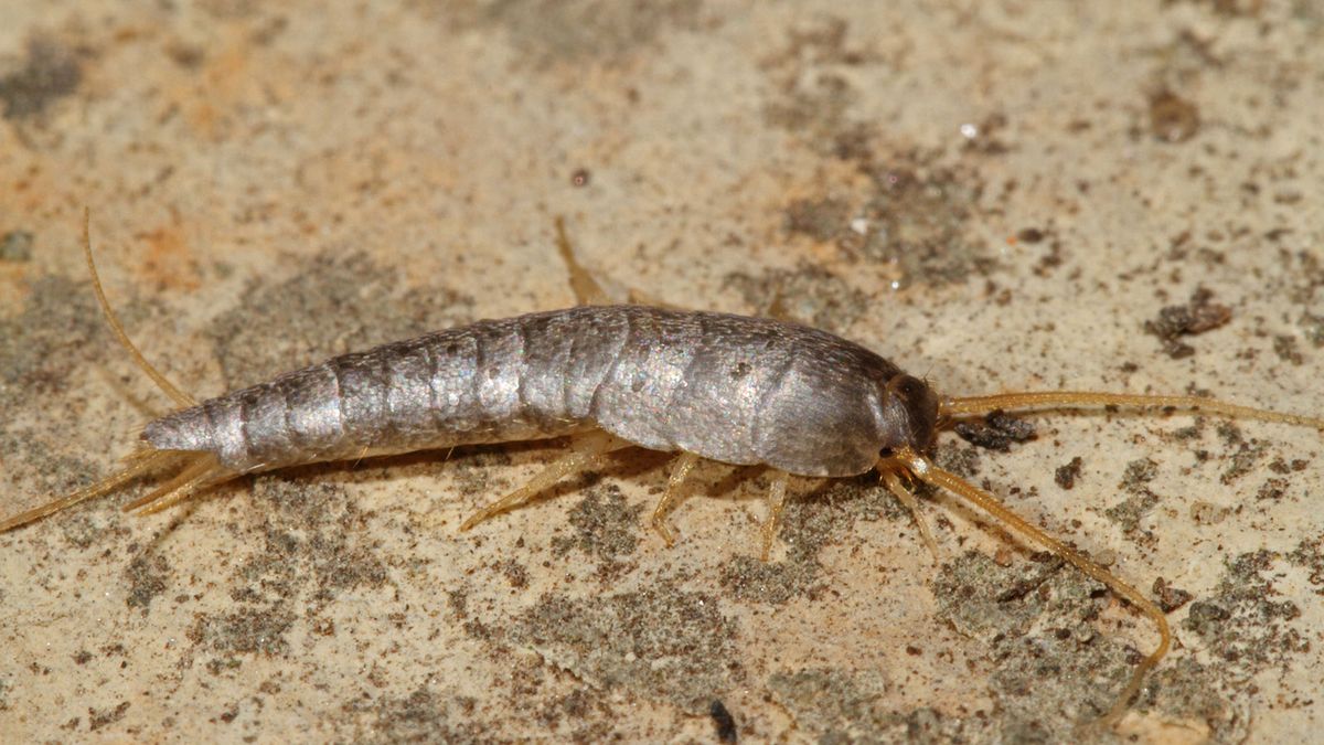 What Are Silverfish and How Do You Get Rid of Them? | HowStuffWorks