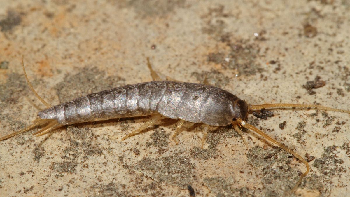 silverfish in my kitchen sink