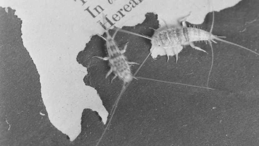 Two silverfish eating the paper of a book.