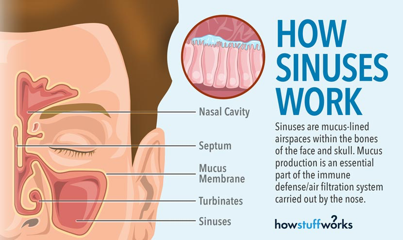 How sinuses work. © 2016 HowStuffWorks