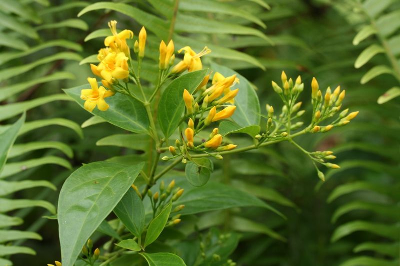 Gelsemium elegans, poison plant