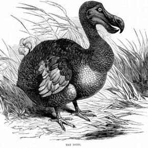 The dodo bird is just one example of a species that went extinct due to human interference.