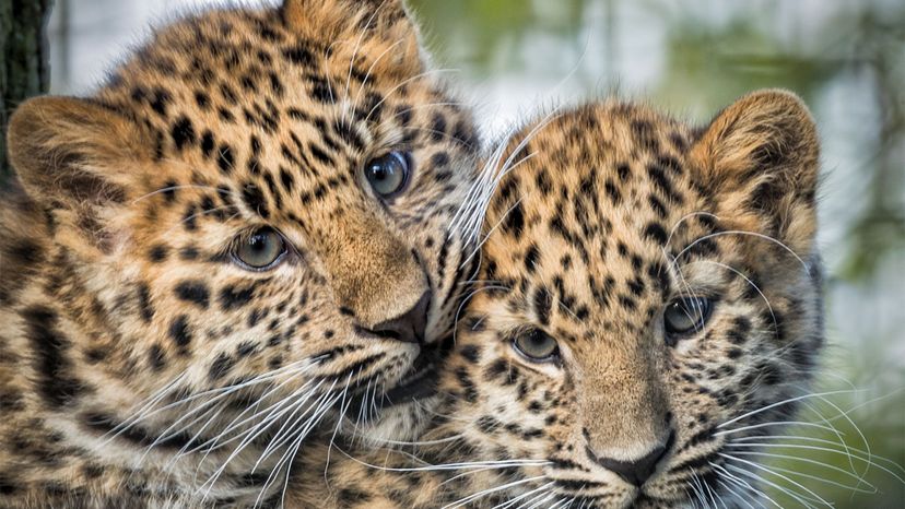 amur leopard