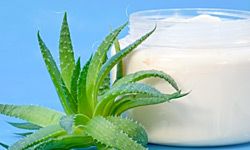 A pot of cosmetic cream and an aloe vera plant.