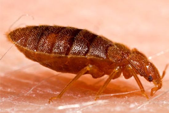 5种常见的皮肤寄生虫＂class=