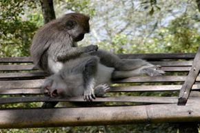 A Balinese long-tailed monkey picks fleas off another. Humans used to do this as a social activity too.