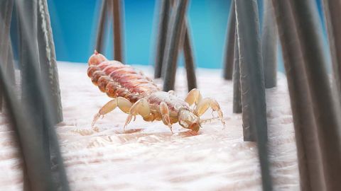 5 Parasites That Breed On and In Your Skin - Vimarsana News